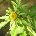 Triskiautis lakisius.jpg